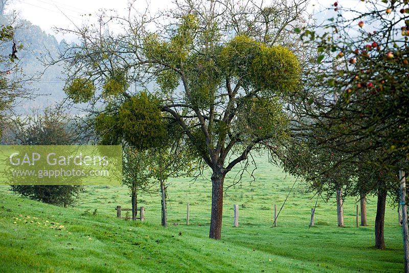 Viscum album - Mistletoe growing in old apple tree, Newton Court Cider, Herefordshire