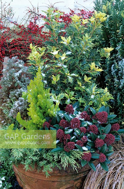 Powdery snow on winter evergreens. Skimmia 'Rubella', Juniperus 'Grey Owl', Osmanthus 'Goshiki', Erica arborea 'Albert's Gold' and dwarf chamaecyparis conifer.