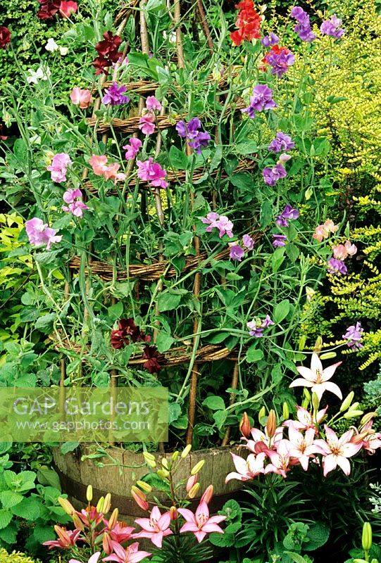 Sweet peas growing up a sturdy hazel wigwam secured in an oak half barrel with lilies in the foreground adding to the perfumed theme