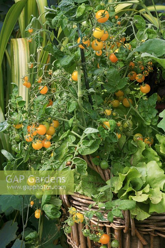 Tomato 'Yellow Pygmy' with Raddichio 'Variegata di Castelfranco' growing in a hessian lined willow basket