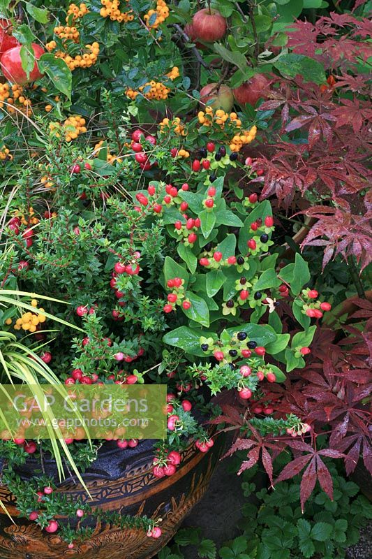Autumn berry selection growing in a Chinese decorated dragon pot. New Hypericum 'Magical Red', Gaultheria mucronata 'Crimsonia' and Pyracantha 'Saphyr Orange'