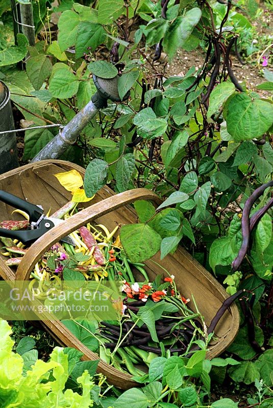 Bean harvest of purple and yellow podded dwarf beans with Italian firetongue bean and the red and white flowers and green pods of runner bean 'Painted Lady'. Climbing French bean 'Blauhilde' grows in the background