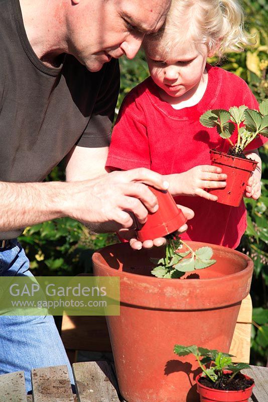 Young child girl and man planting strawbery plants