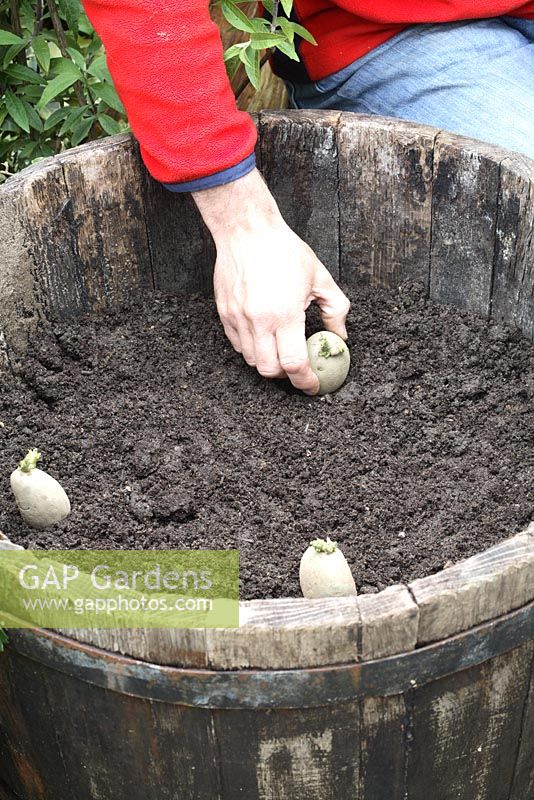 Planting potatoes in barrel