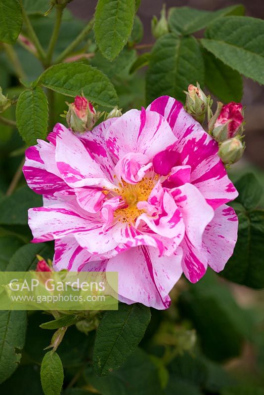 Rosa Mundi - Gallica Rose