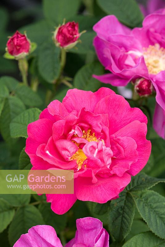Rosa gallica officinalis - Apothecary's Rose