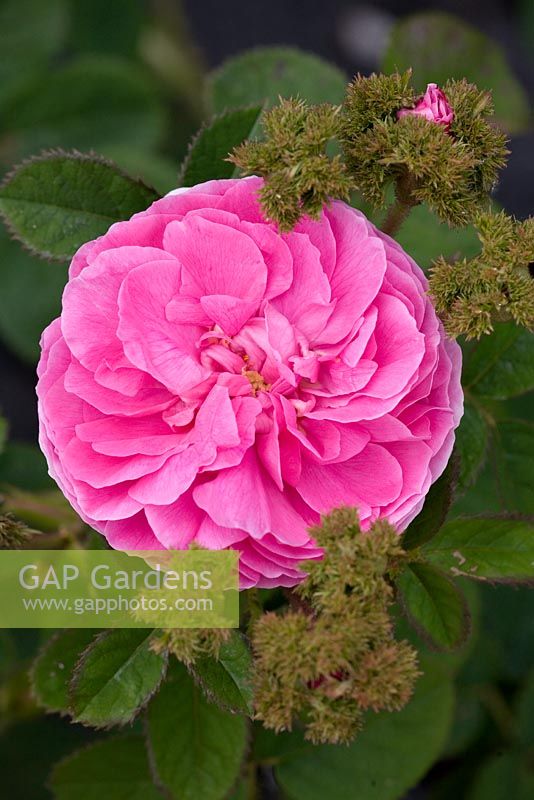 Rosa centifolia 'Chapeau de Napolean' - Crested Moss Rose 1826