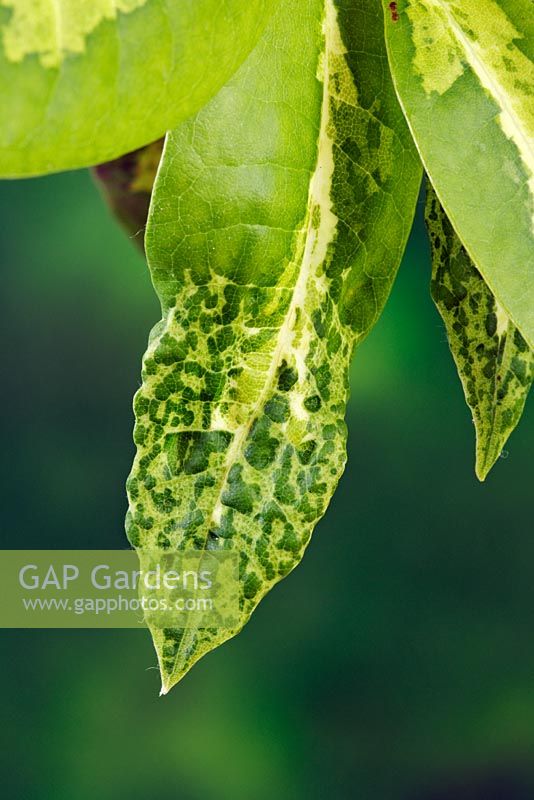Distorted and chlorotic young Rhododendron leaf from probable insect feeding