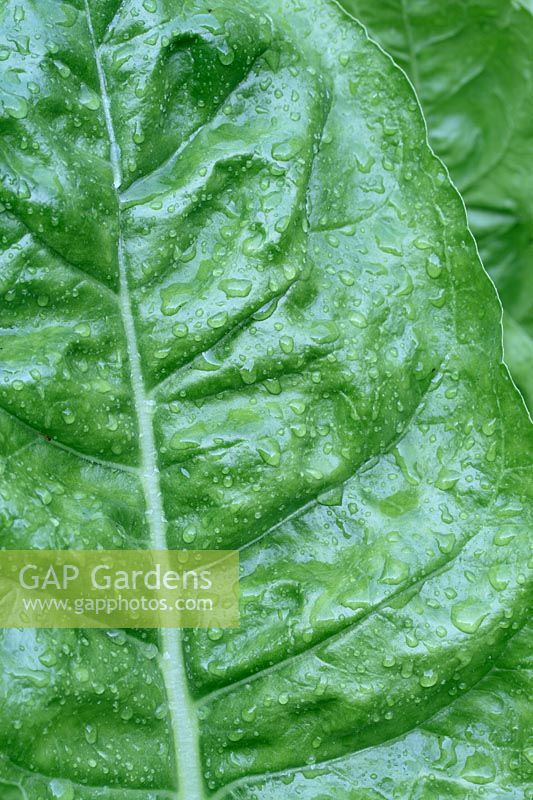Beta vulgaris 'Perpetual Spinach Beet'