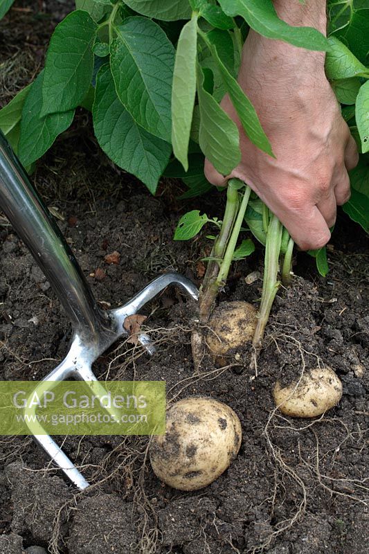 Solanum tuberosum 'Epicure' - Man lifting organic Potatoes with fork and hands