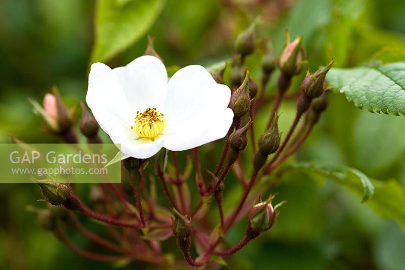 Rosa shrub 'Pleine de Grace'