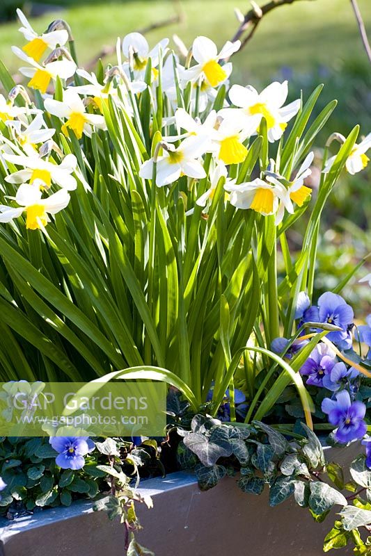 Narcissus cyclamineus 'Jack Snipe' with Viola in container