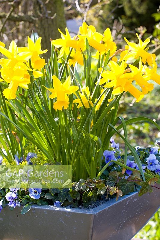 Narcissus cyclamineus 'Peeping Tom' with Viola in metal container