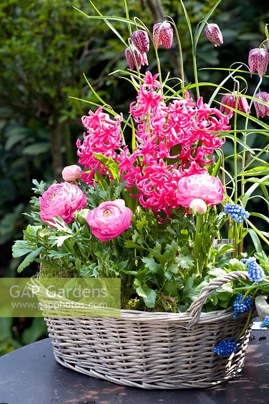 Hyacinthus 'Multiflora Pink' with Ranunculus and Fritillaria meleagris in basket container