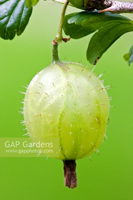 Ribes grossularia - Gooseberry 