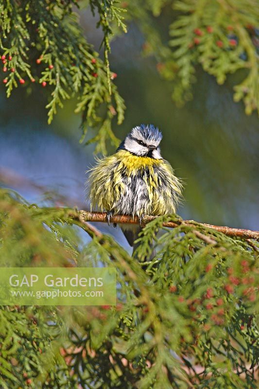 Blue Tit perched on branch to dry feathers