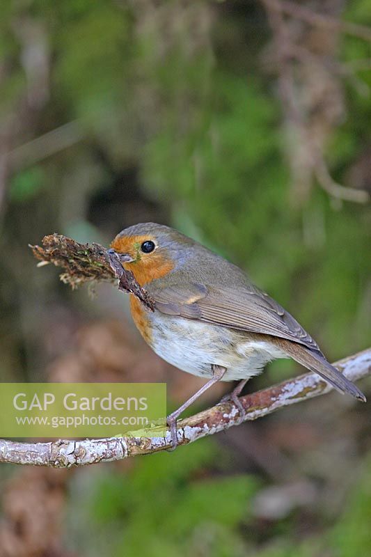 Erithracus rubecula - Robin perching on branch with beak full of dead leaves for nest building