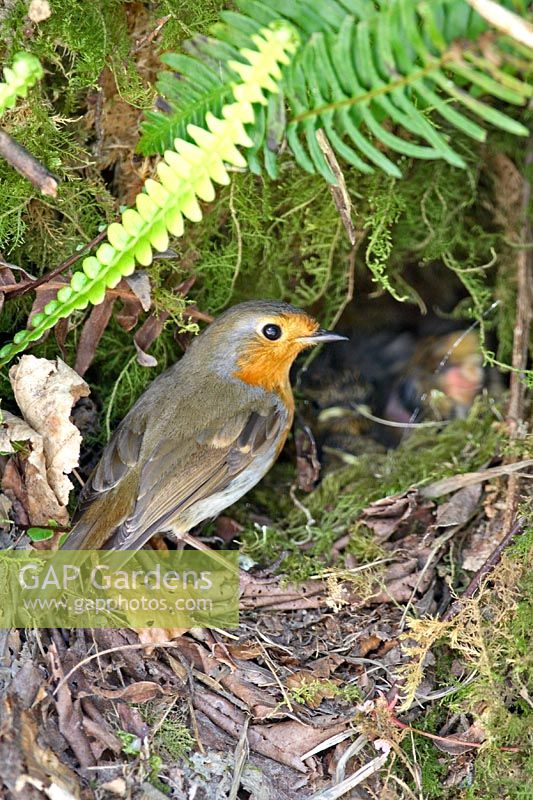 Robin at nest in mossy bank 