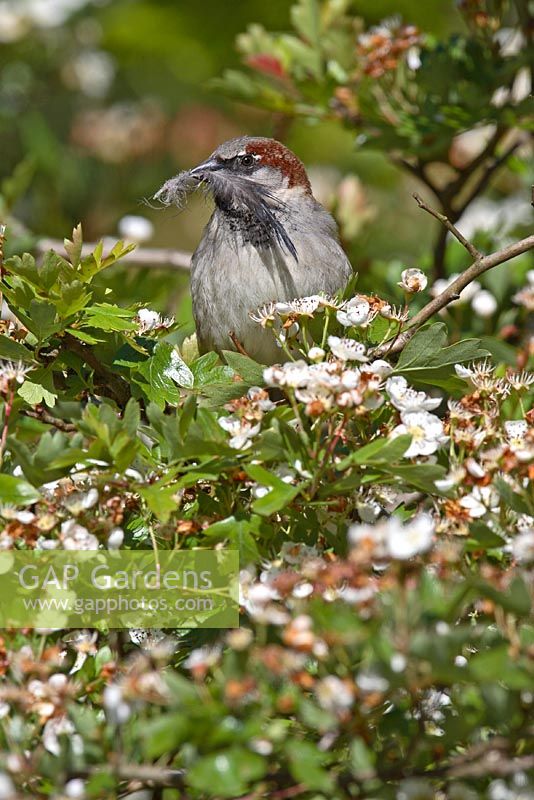 Passer domesticus - Male house sparrow  carrying feather for nest building