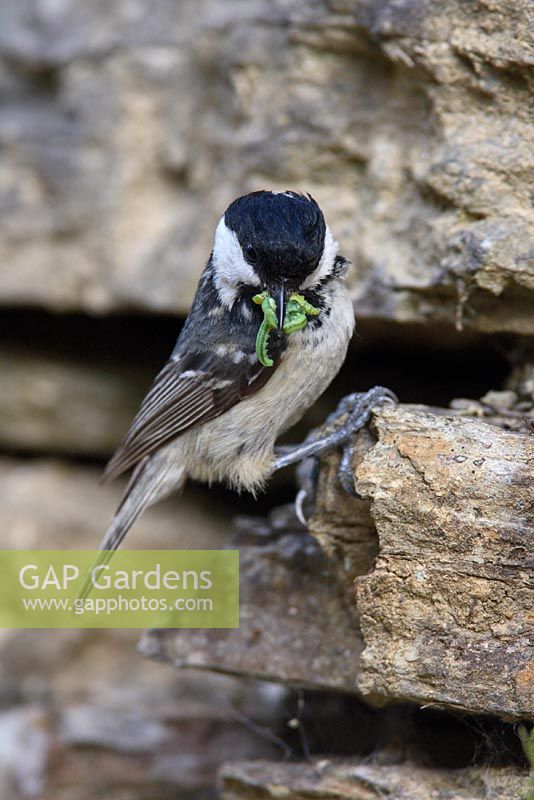 Parus ater - Coal tit at nest hole in wall with beakfull of caterpillers