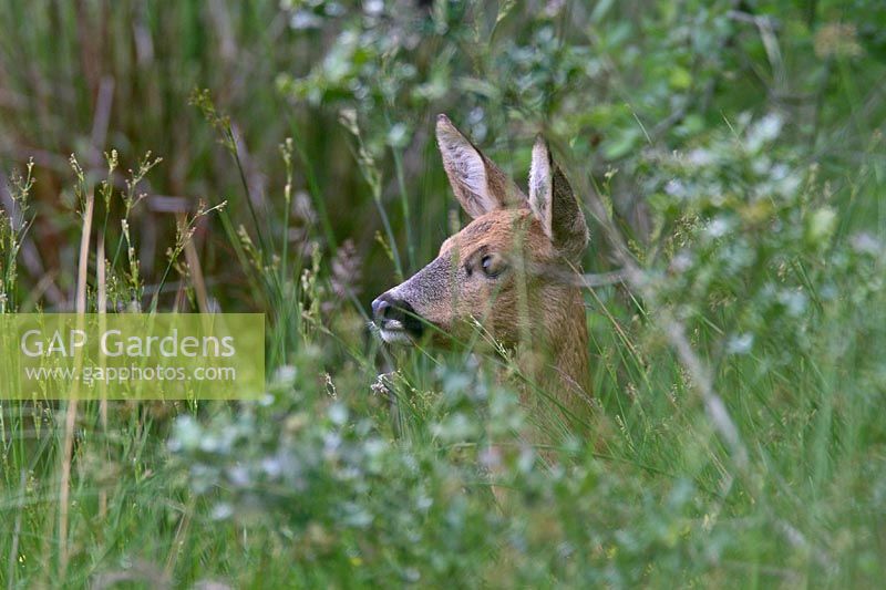 Capreolus capreolus - Roe deer - Doe or female standing in long grass alert