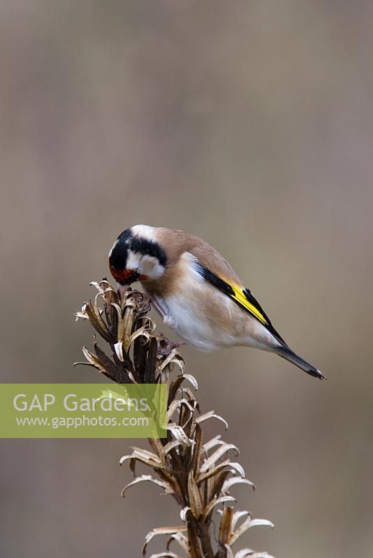Carduelis carduelis - Goldfinch eating evening primrose seeds  