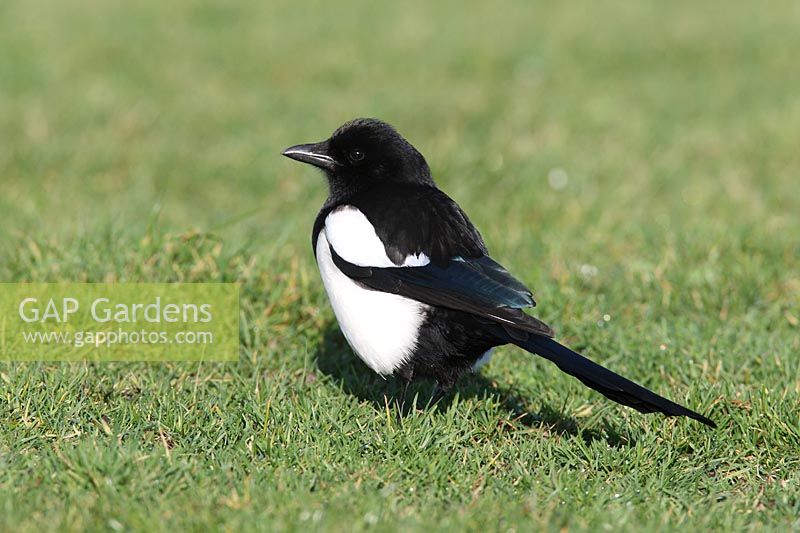 Magpie standing on grass with worm, Carmarthenshire 