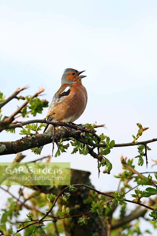 Chaffinch - Male perched in Hawthorn singing 
