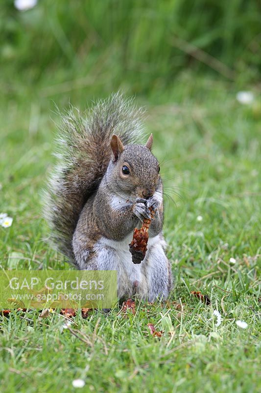 Scirius carolinensis - Grey squirrel eating pine cone 