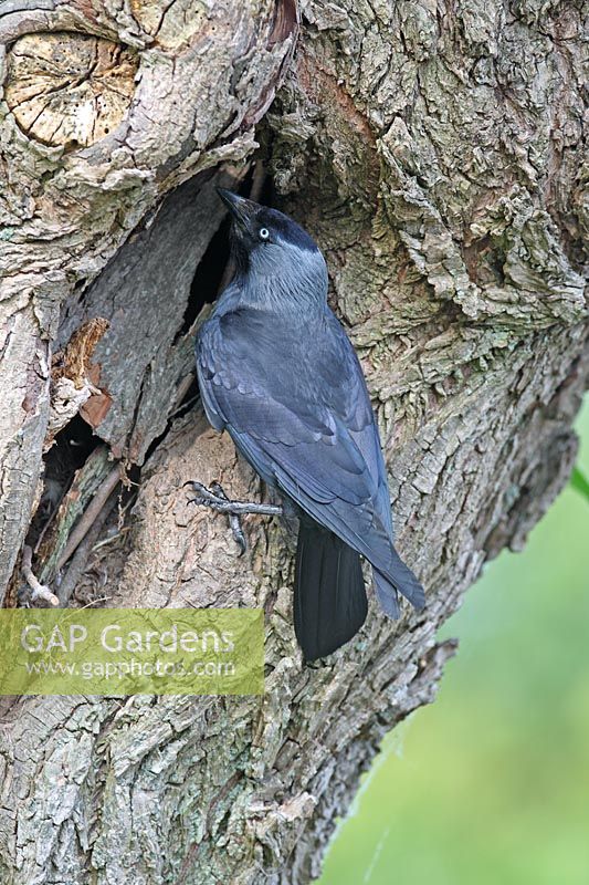 Corvus monedula - Jackdaw at nest hole in willow tree