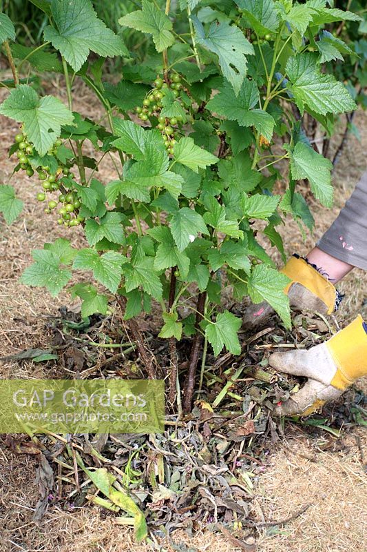 Applying mulch to base of black currant plant with comfrey leaves