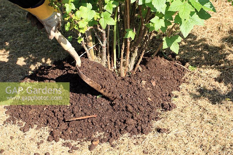 Using compost to mulch black currents