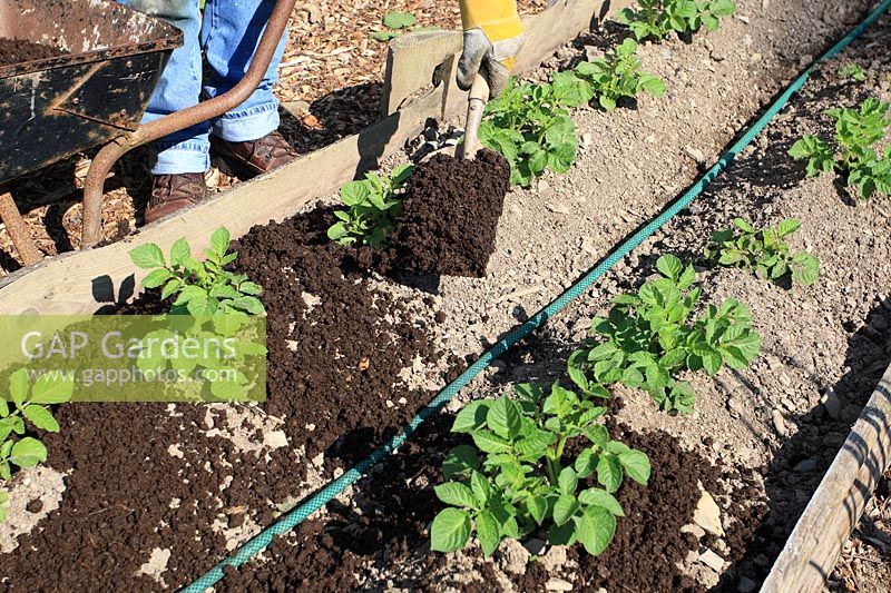 Using compost as a mulch round growing potatoes