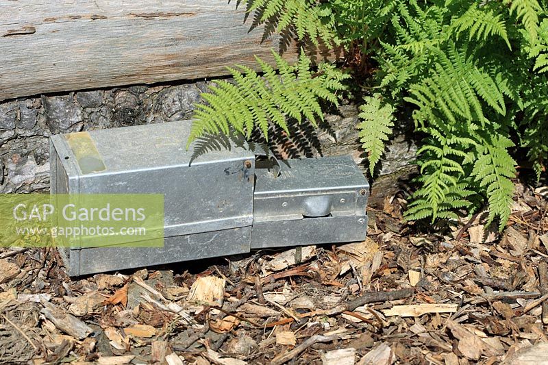 Live trapping device for woodmice in a garden 