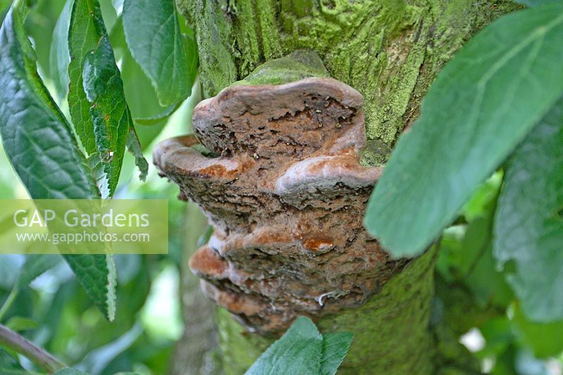 Phellinus pomaceus - Plum Heart Rot, hoof shaped fungus on plum tree trunk