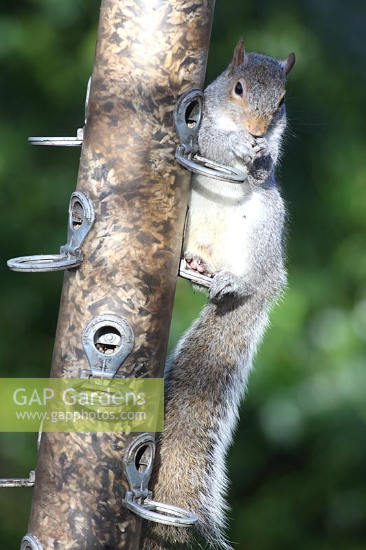 Sciurus carolinensis - Grey squirrel feeding from bird seed feeder