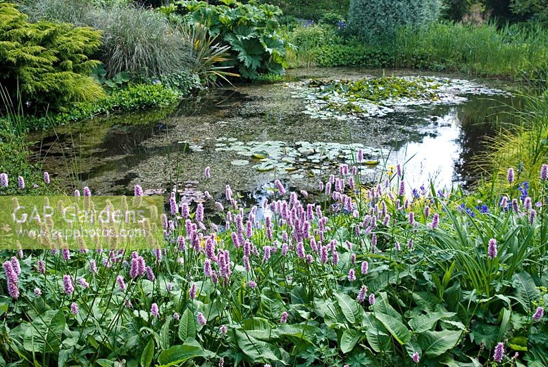 Large pool and bold lush waterside planting including Polygonum bistorta 'Superbum' - The Dorothy Clive Garden, Staffordshire