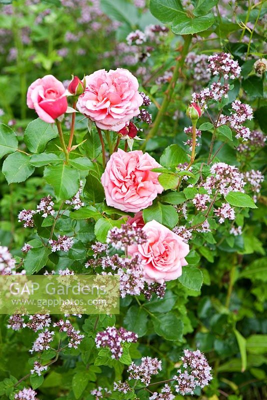 Rosa 'Gertrude Jekyll', Origanum vulgare and Thymus in herb garden