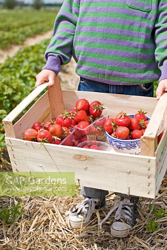 Child carrying a box with picked strawberries 'Florence'