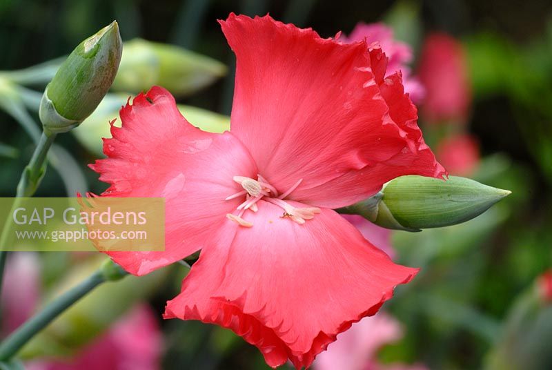 Dianthus caryophyllus - Clove Pink flower 