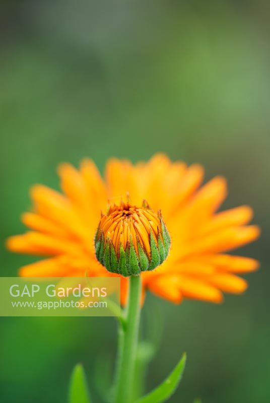 Calendula officinalis - Pot Marigold flowers
