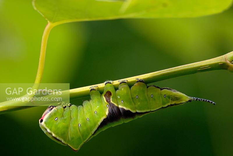 Puss Moth caterpillar on a Popular tree
