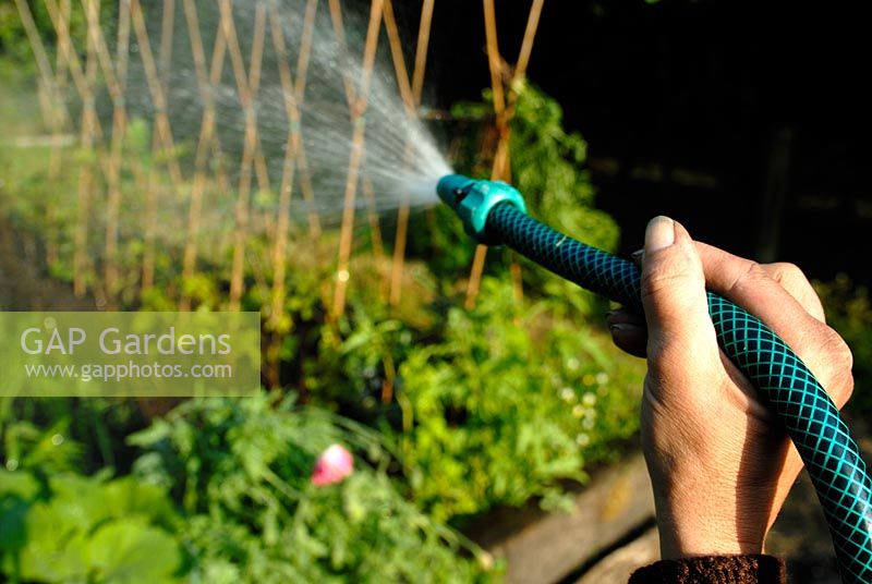 Watering a bed of mixed vegetables