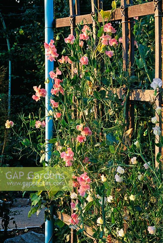Evening light on the verdigris colonade with Sweet Peas - The Medieval Herb Garden, Abbey House, Wiltshire