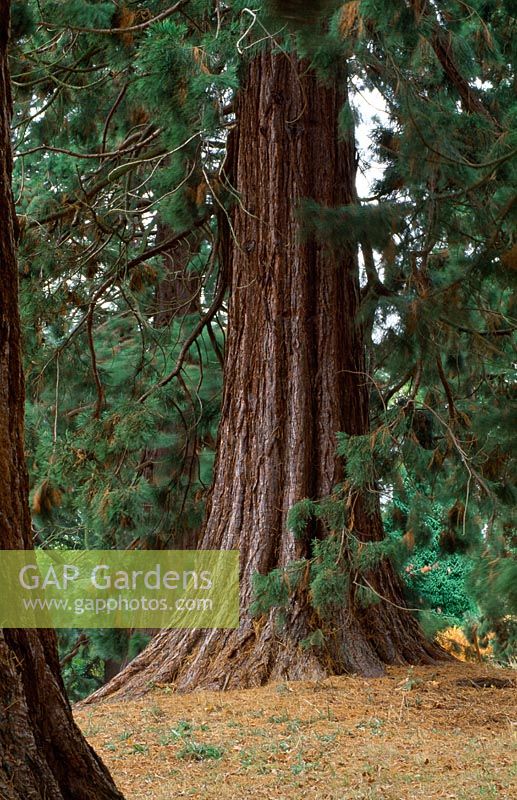 Sequoiadendron giganteum - Giant redwoods in the woodland - Batsford Arboretum, Gloucestershire