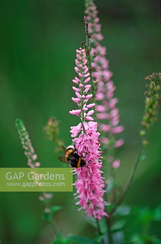 Bee on Veronica petraea 'Pink Damask'