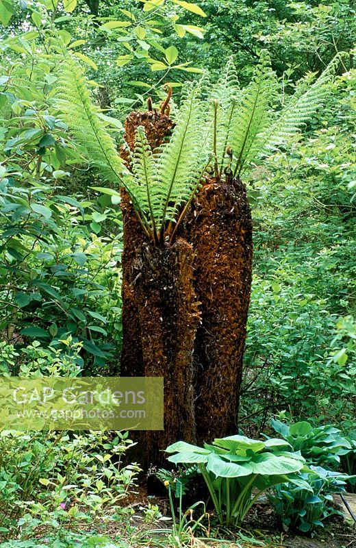 Dicksonia fibrosathe - Tree fern in the woodland at Abbey House, Wiltshire