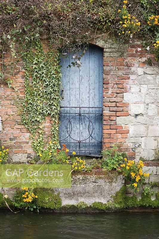 Old blue door with decorative iron safety railing in brick wall, leading to river -  Ivy, Clematis and Wallflowers surrounding door