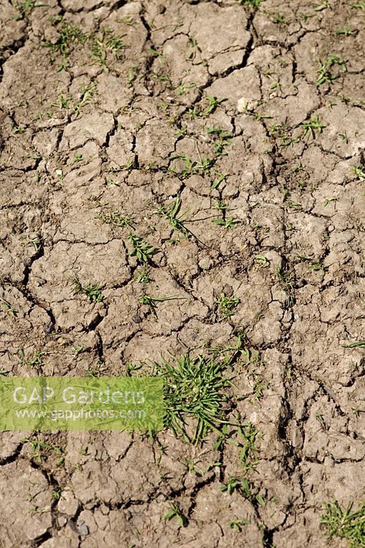 Dry cracked earth with sporadic grass growth