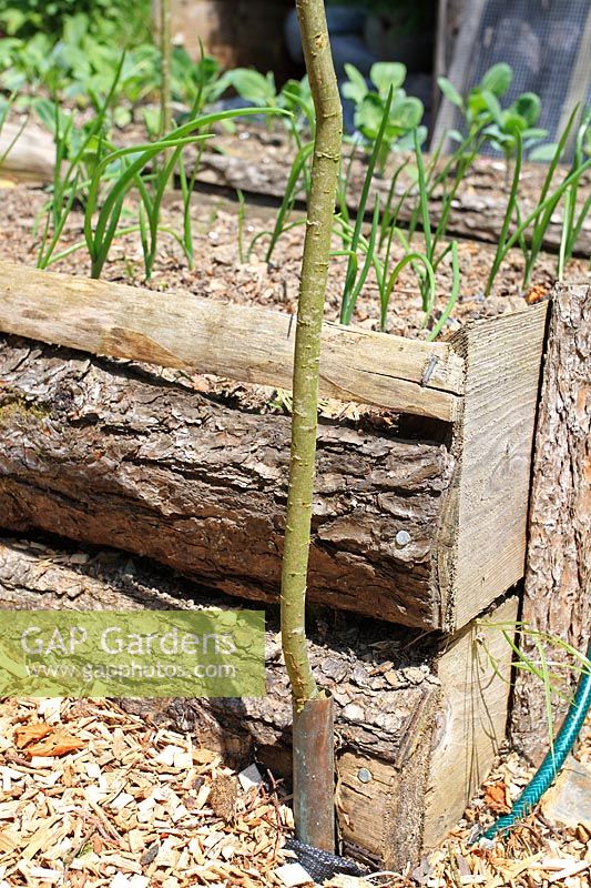 Netting Brassicas - Place the Willow stick inside the copper tube fixed to the side of the bed